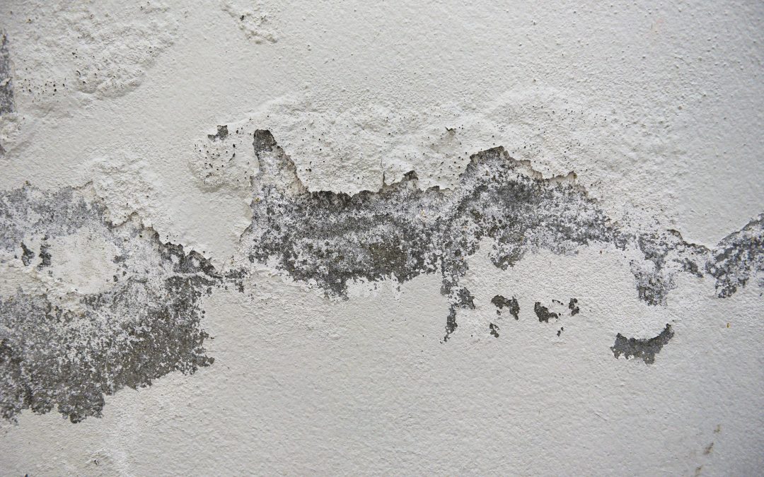 How to paint damp walls